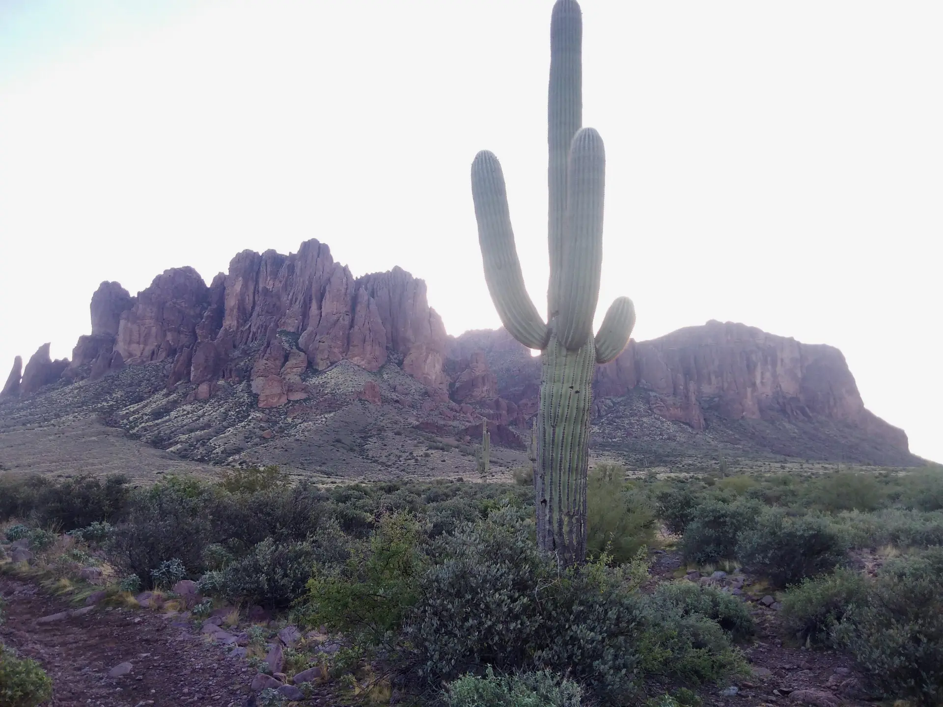Superstition Mountain in Phoenix, Arizona, with a huge cactus in the foreground.