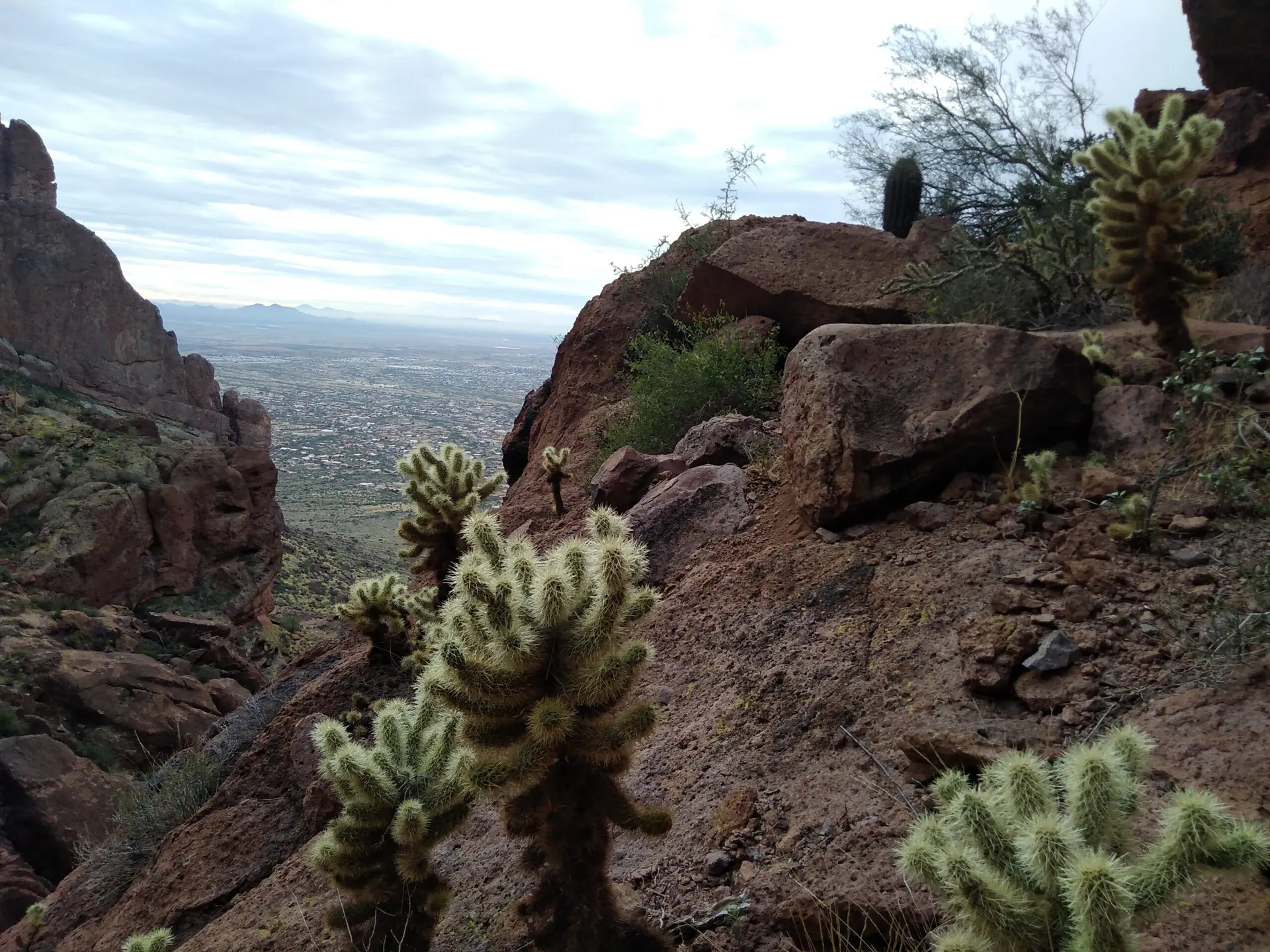 Small cactus in the heart of Superstition Mountain in Phoenix, Arizona.